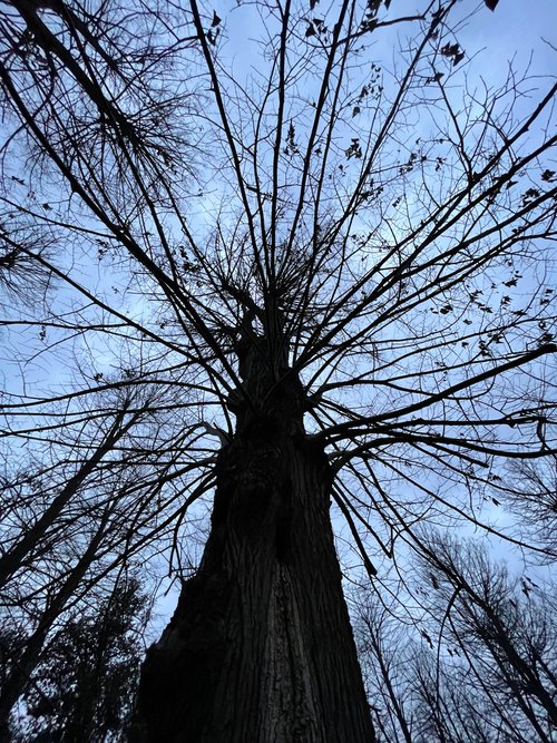 Tree by Mattia Paoli