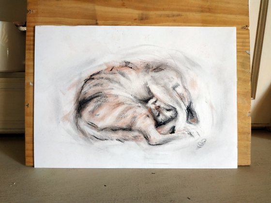 Curled Cat