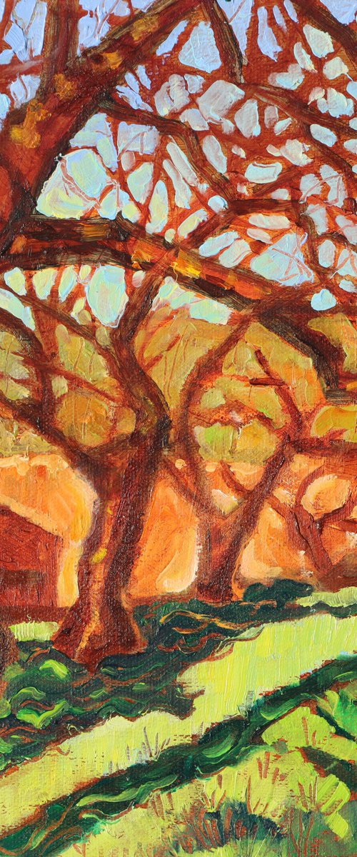 Cherry Trees in Winter Sun by Mary Kemp