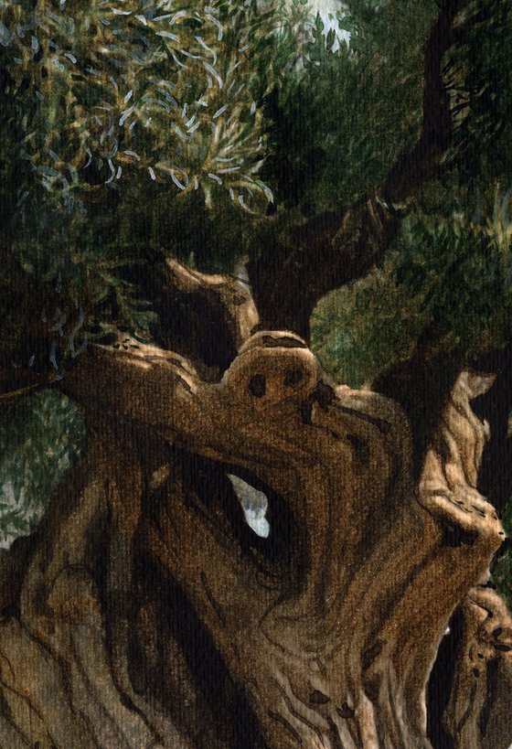 Olive Tree XII