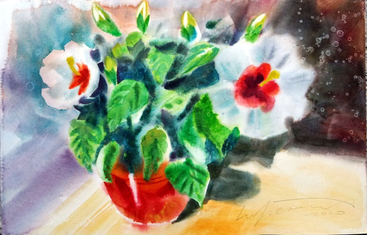 Big White Hibiscus Flowers in a Pot Watercolor Floral Painting by Ion Sheremet