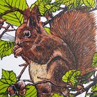 Squirrel