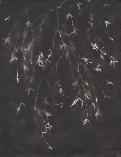 Betula pendula I (Silver birch) by Laura Stötefeld