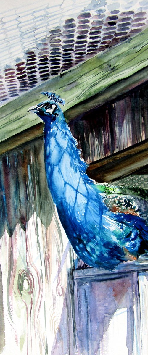 Peacock by Kovács Anna Brigitta
