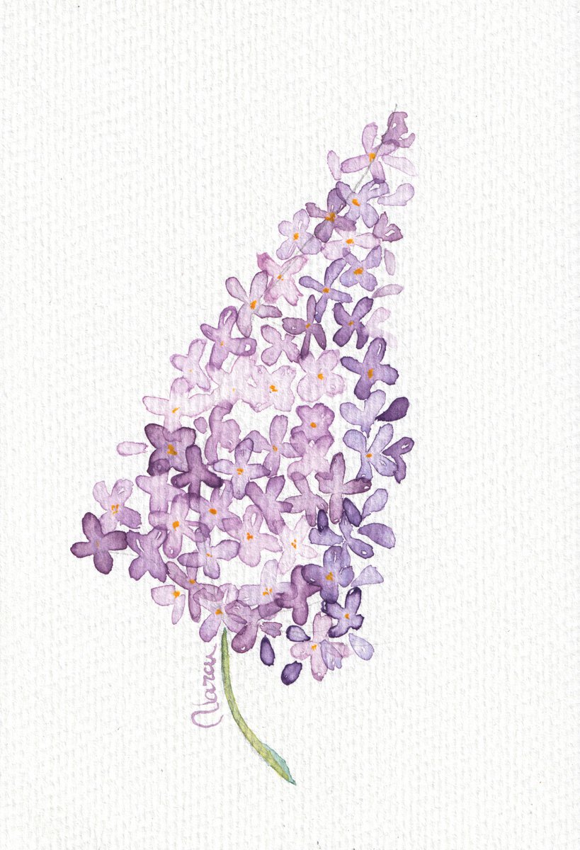 Lilac by Anamaria
