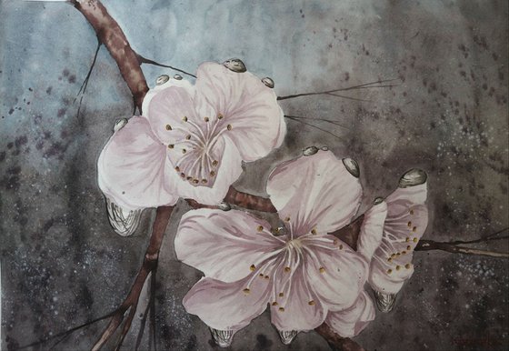 Blossom of Cherry (2019) Watercolor 42*60