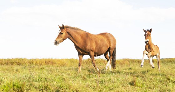 MOTHER AND FOAL