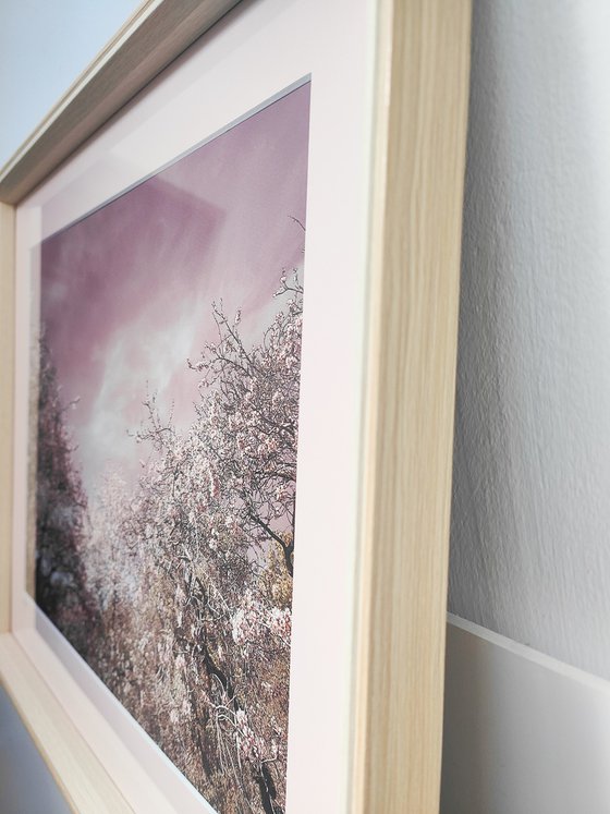 (FRAMED) Spring is in the air III