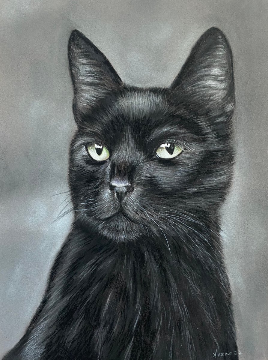 Black cat by Maxine Taylor