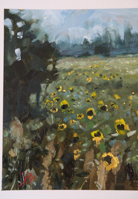 In the sunflower field
