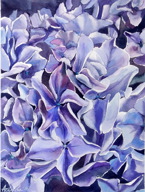 A Purple Hydrangea