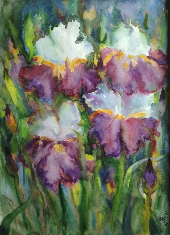 Wild irises