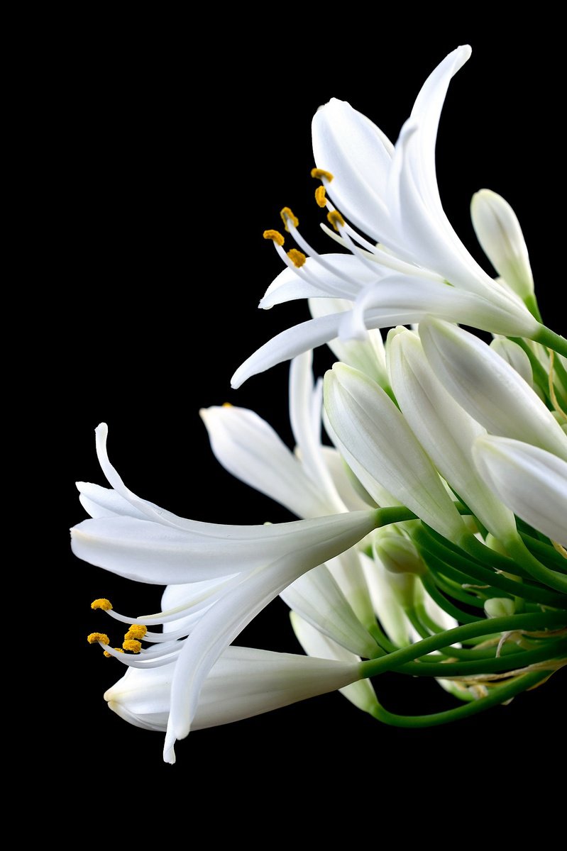 Botanical Photograph By Nadia Culph, 20 X 30", Lily Of The Nile, Original Artwork