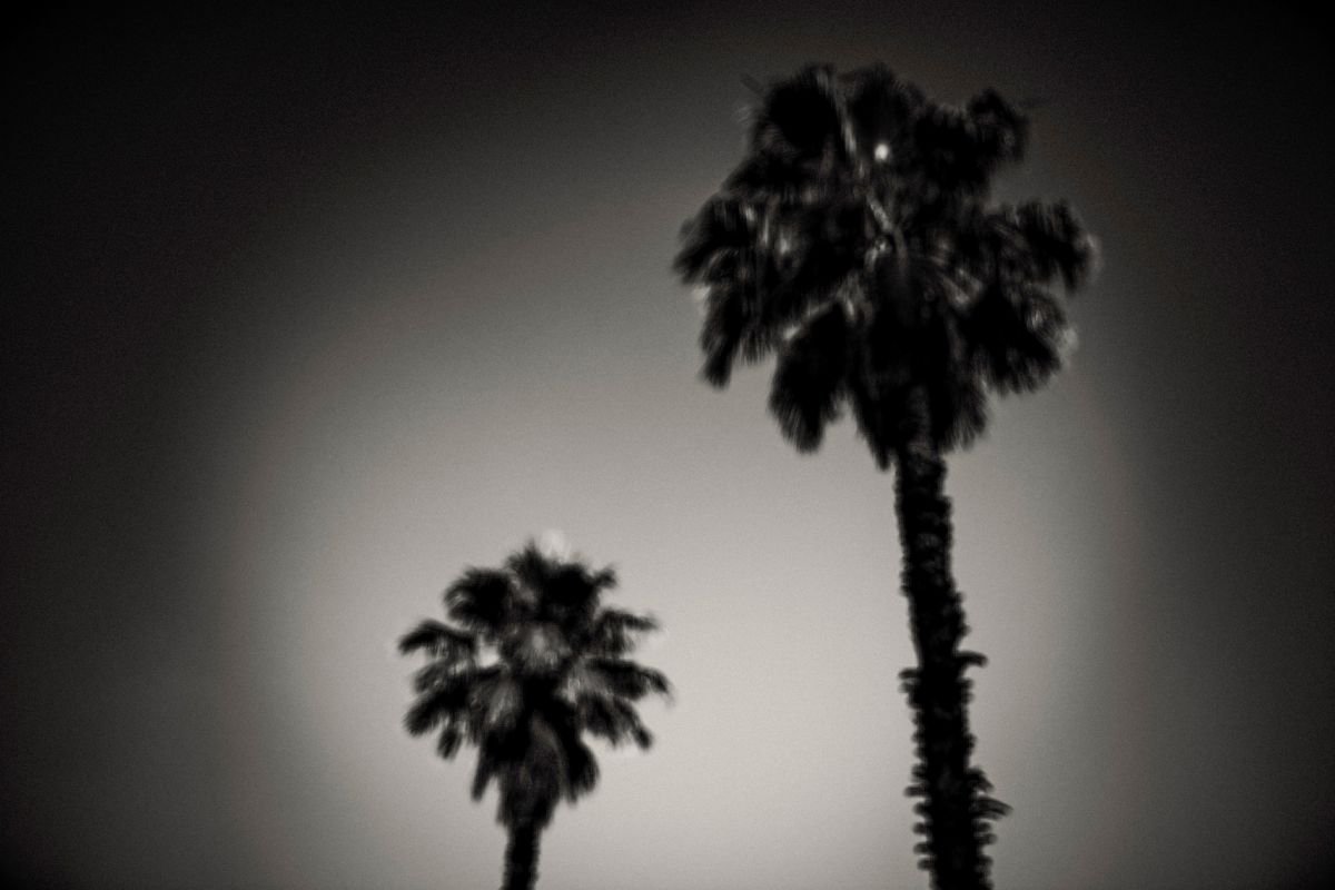 Why are palm trees so damn happy? | Limited Edition Fine Art Print 1 of 10 | 75 x 50 cm by Tal Paz-Fridman