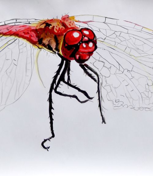 red dragonfly by Soso Kumsiashvili