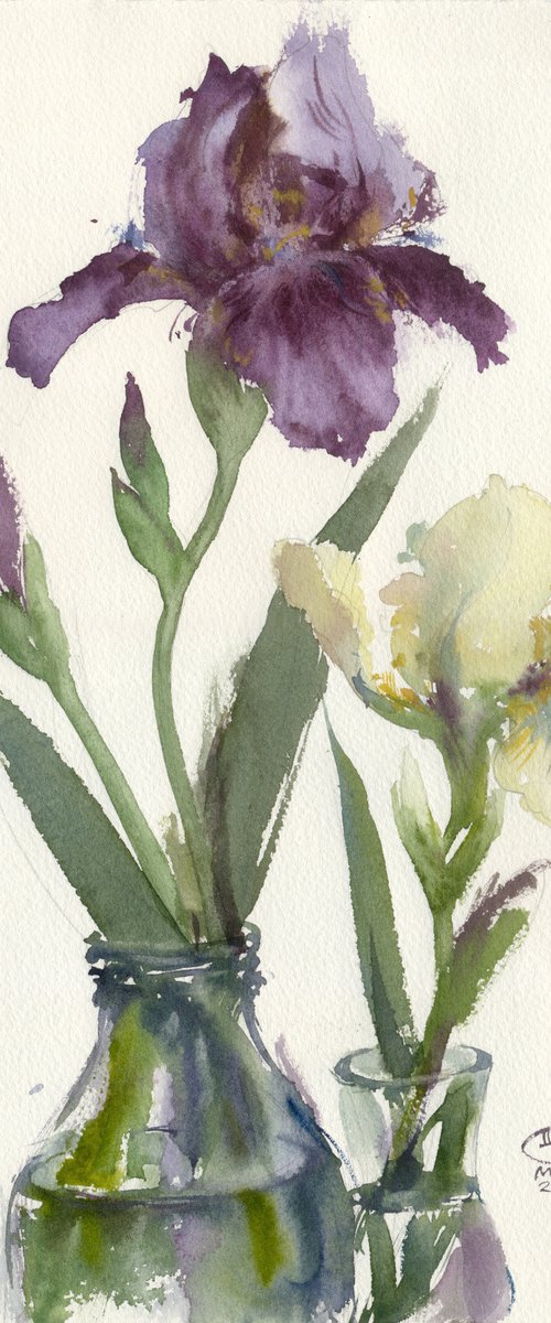 Purple and cream irises. Tender flowers by Tatyana Tokareva