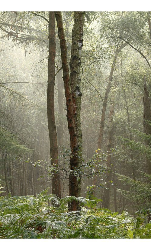 October Forest I by David Baker