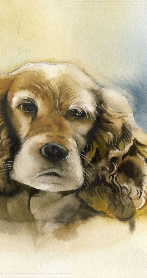 Cocker Spaniel watercolor by Alfred  Ng