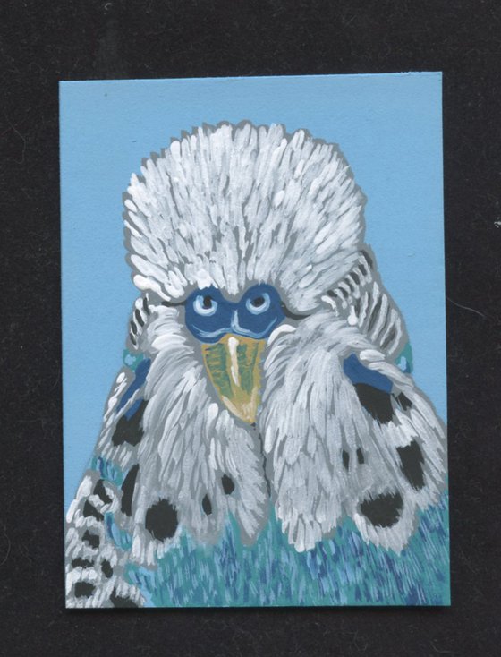 ACEO ATC Original Miniature Painting English Parakeet Budgie Bird Pet Art-Carla Smale