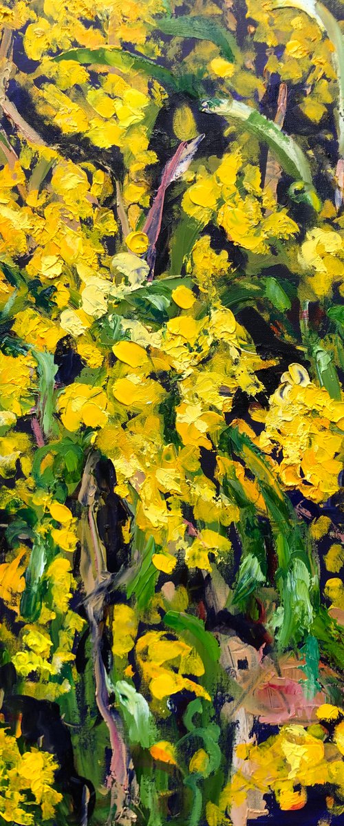 WATTLE IN THE PARK by Maureen Finck