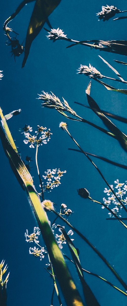 Flowers to the sky by Nektaria Thalia