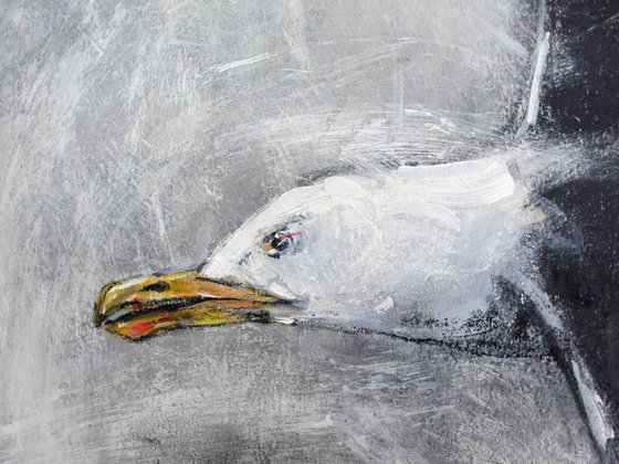 Black Backed Gull, The Shard