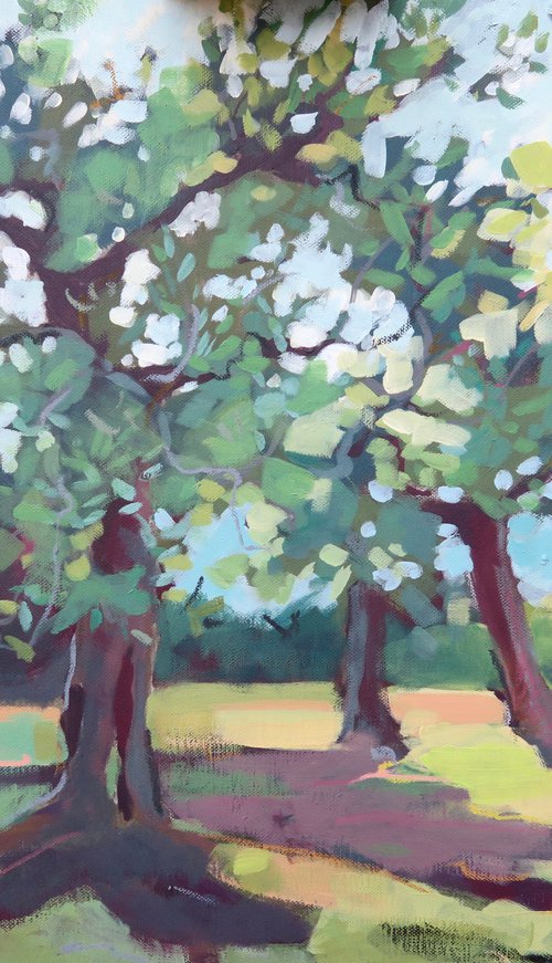 Olive Grove After Rain by Diana Davydova