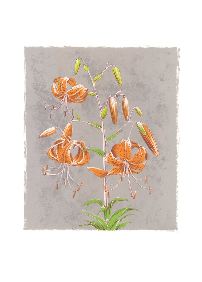 Illustrative Botanical Screenprint By Louise Boulton, 17 X 23", Lily, Original Artwork