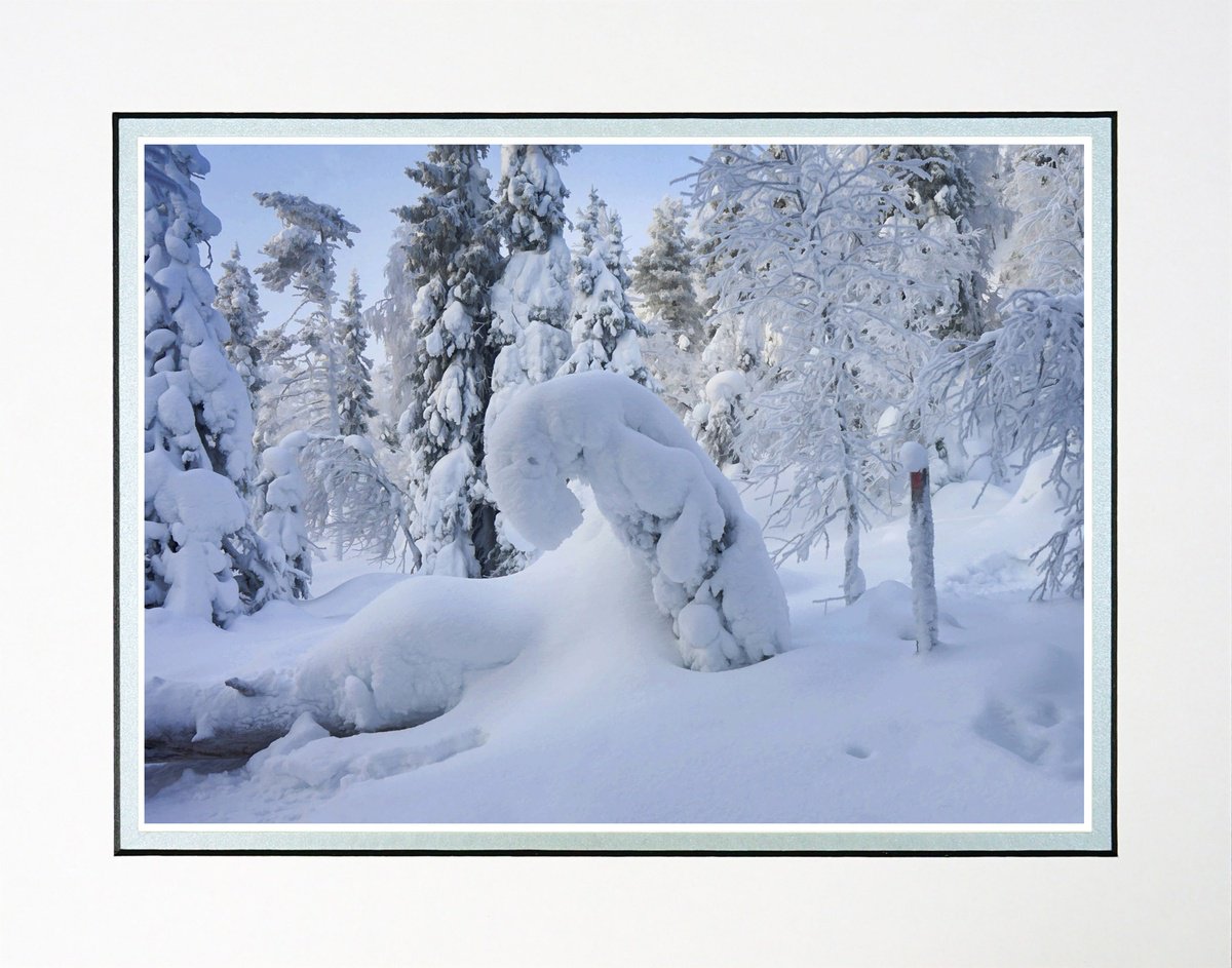 Finland Snow Forest one by Robin Clarke