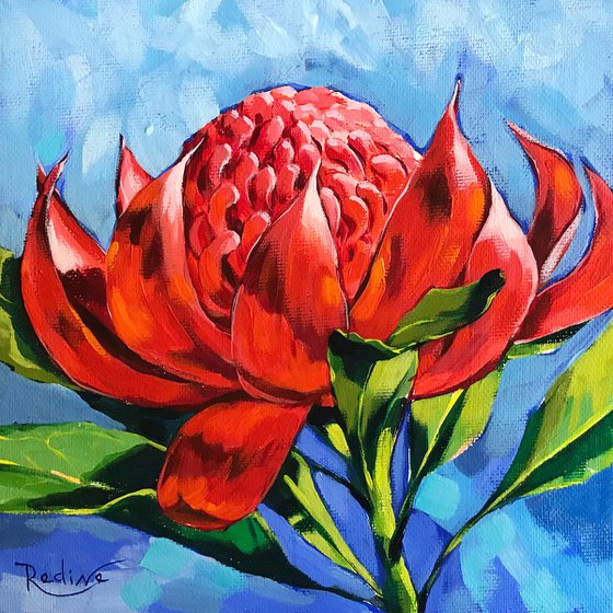 Waratah flower