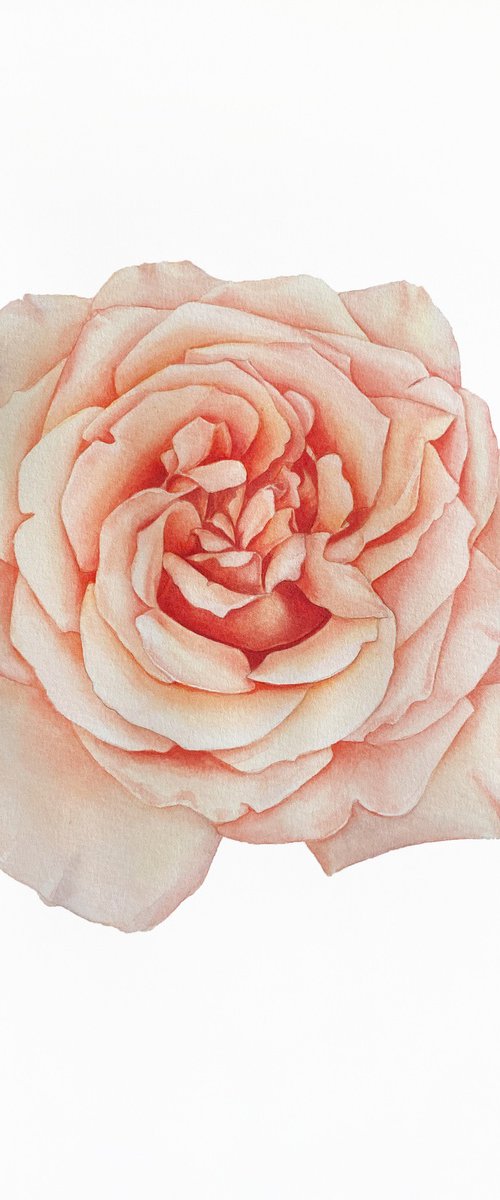 A rose of a delicate pink colour. Original watercolor artwork by Nataliia Kupchyk
