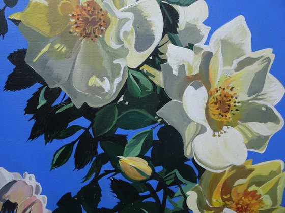 Roses At Rousham