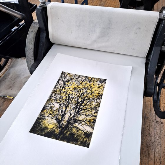 Golden Oak