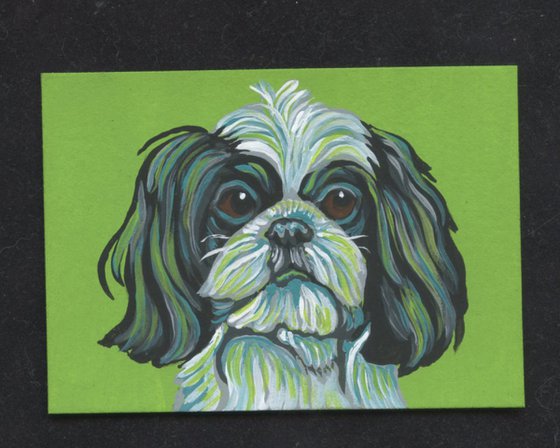 ACEO ATC Original Painting Shih Tzu Pet  Dog Art-Carla Smale