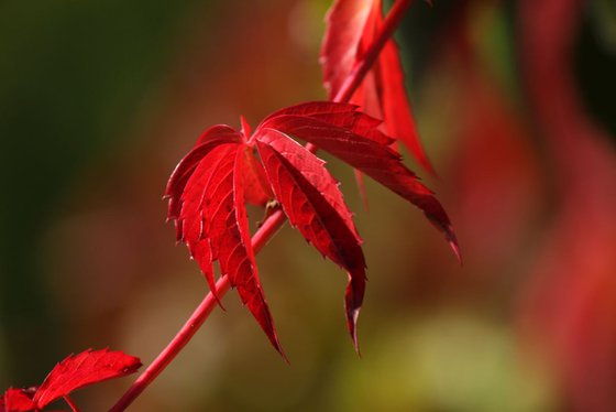 Autumn leaves