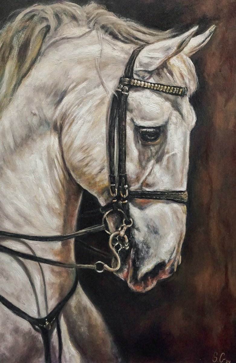 Andalusian-Horse Portrait By Sabbi Gavrailov, 24 X 34, Artwork For Sale On Artfinder