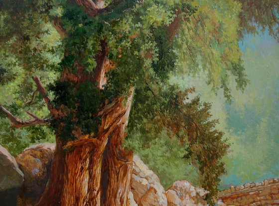 Mountain oak