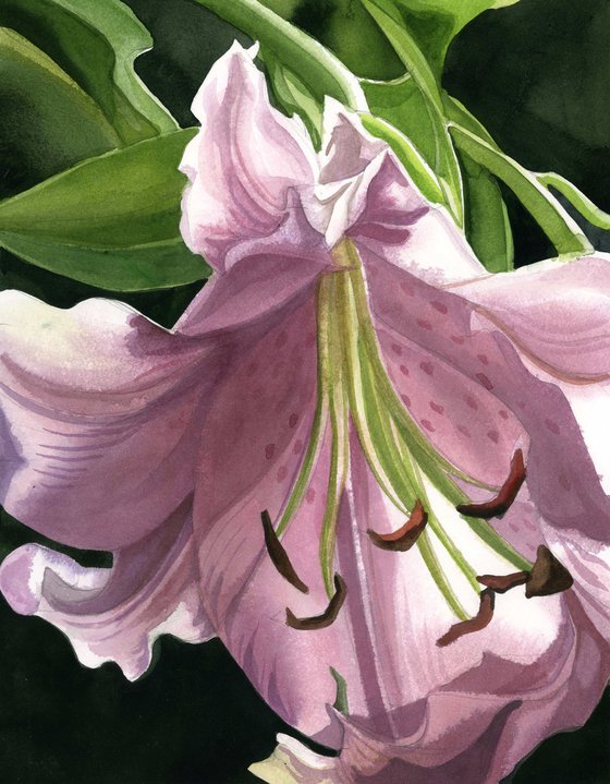 spring lily watercolor floral