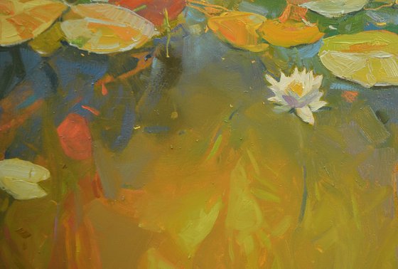 Water Lilies