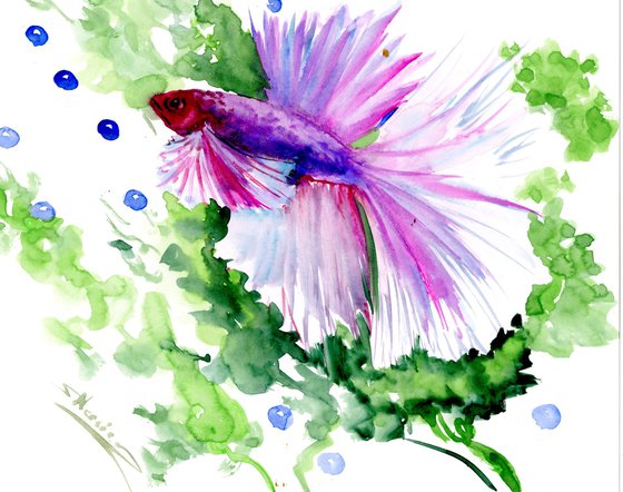 Betta Fish