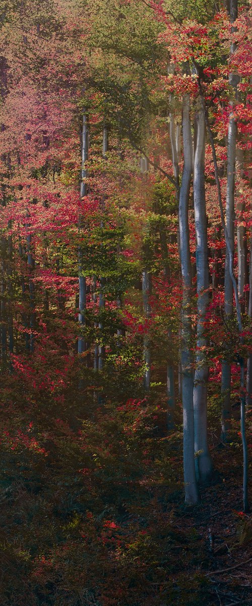Blue Trees by Mariska Karto