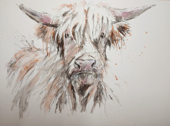 Scruffy Highland cow