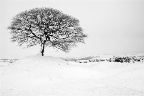 Zen Tree Grindon - Peak District National Park by Stephen Hodgetts Photography