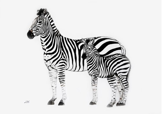 Zebras