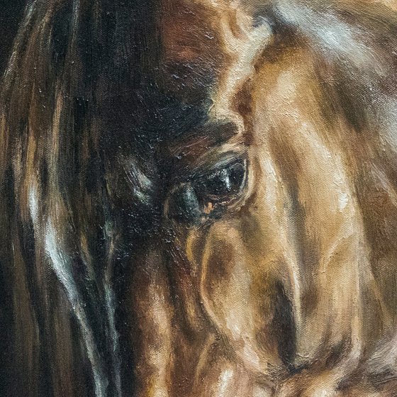 Stallion-Original Horse Portrait