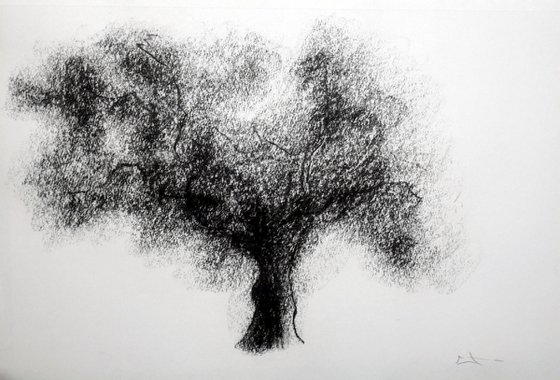 Dessin au fusain, Etude d'arbre