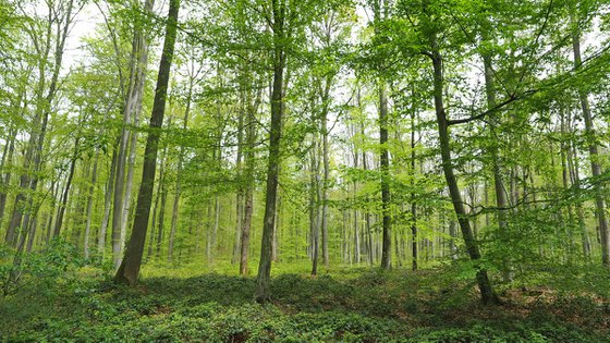 Lyons-la-Forêt au printemps