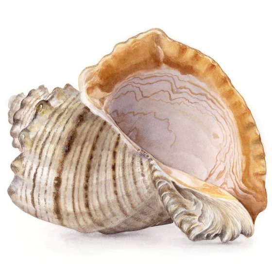 Views of Shell