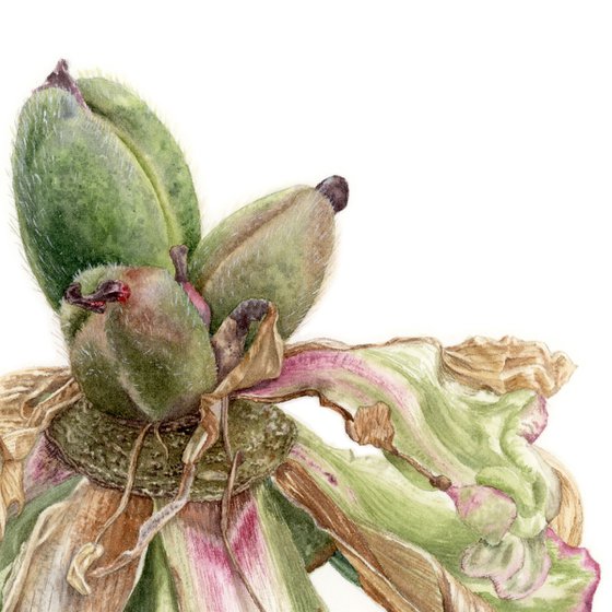 Dried Peony