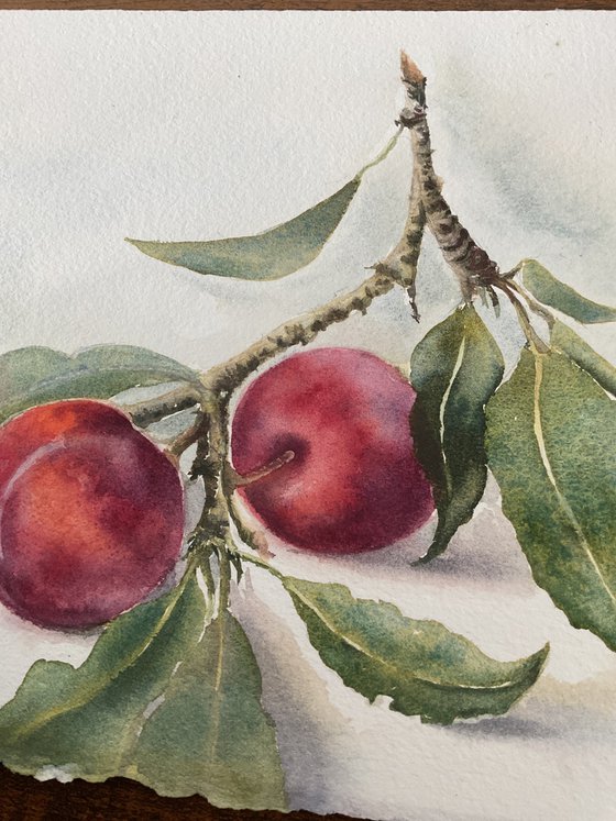 Branch of Red Plums